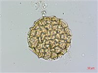 藏品(蠶繭草)的圖片