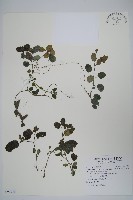 藏品(匍匐半插花)的圖片