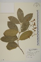 藏品(交趾衛矛)的圖片