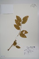 藏品(蘭嶼山柑)的圖片