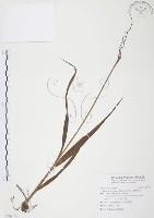 藏品(臺灣白及)的圖片