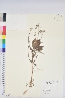 藏品(猩猩草)的圖片