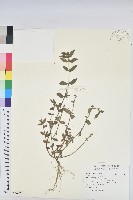 藏品(乳仔草)的圖片