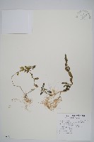 藏品(爵床、六角英)的圖片