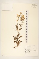 藏品()的圖片