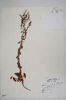 藏品(中國勿忘草)的圖片