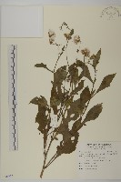 藏品(昭和草)的圖片