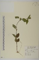 藏品(紫花霍香薊)的圖片