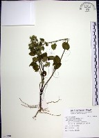 藏品(圓葉金午時花)的圖片