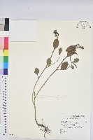 藏品(猩猩草)的圖片