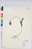 藏品(猩猩草)的圖片