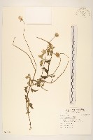 藏品(長柄菊)的圖片