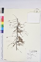 藏品(油柑)的圖片