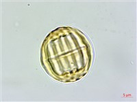 藏品(蓼葉遠志)的圖片