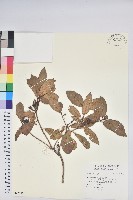 藏品()的圖片