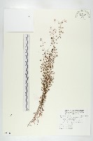 藏品(茅膏菜)的圖片