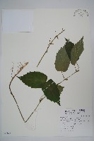 藏品(三角咪草)的圖片