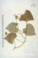 藏品(槭葉小牽牛)的圖片