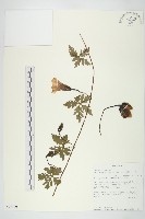 藏品(七爪牽牛花)的圖片