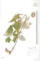 藏品(臺灣青木香)的圖片