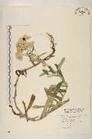 藏品(紅面番)的圖片