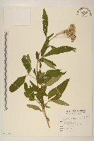 藏品(台灣澤蘭)的圖片