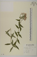 藏品(臺灣山白蘭)的圖片