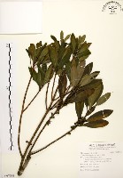 藏品(大明橘)的圖片