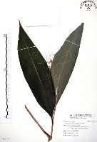 藏品(山月桃)的圖片