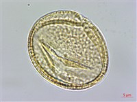 藏品(新店當藥)的圖片