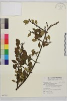 藏品(小葉鼠李)的圖片