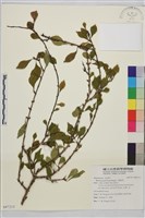 藏品(小葉鼠李)的圖片