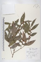 藏品(軟毛柿)的圖片