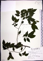 藏品(光果翼核木)的圖片