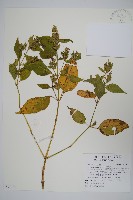 藏品(六角英, 槍刀菜)的圖片