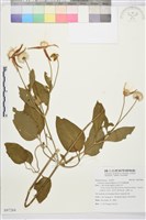 藏品(田代氏鐵線蓮)的圖片