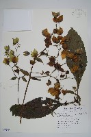 藏品(假酸漿)的圖片