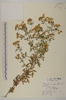 藏品(阿里山油菊)的圖片