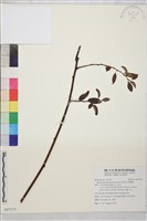 藏品(阿里山黃鱔藤)的圖片