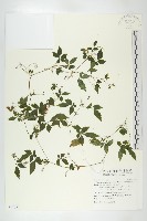 藏品(絞股藍)的圖片