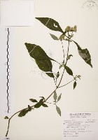 藏品(臺灣鱗球花)的圖片