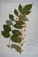 藏品(鵲不踏)的圖片