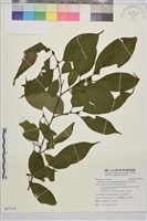 藏品(中原氏鼠李)的圖片