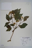 藏品(臺灣常春藤)的圖片