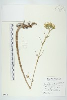 藏品(倒吊蓮、匙葉燈籠草)的圖片