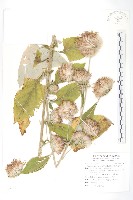 藏品(臺灣青木香)的圖片