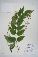 藏品(裡白蔥木)的圖片