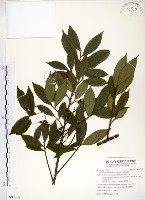 藏品(台灣楊桐)的圖片