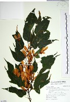 藏品(尖葉槭)的圖片