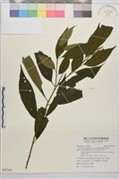 藏品(畢祿山鼠李)的圖片